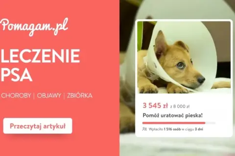 Chory piesek w kołnierzu potrzebuje pomocy. Dowiedz się, ile kosztuje badanie psa i jak możesz pomóc.