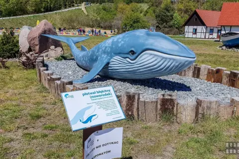 Model płetwala błękitnego w ocean park. Obok tablica informacyjna o wielorybach.