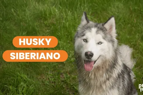 Un hermoso husky siberiano con ojos azules mira a la cámara, sentado en el césped verde.