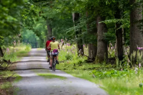 Dwie osoby na rowerach przemierzają malowniczą aleję, być może najdłuższą trasę rowerową w Polsce, wśród zieleni i kwitnących kwiatów.