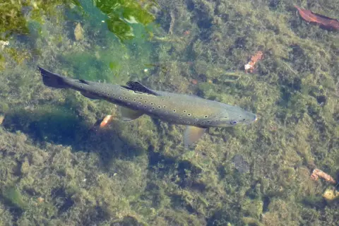 Eine Forelle schwimmt im klaren Wasser über einem mit Algen bedeckten Grund. Vielleicht bereitet sie sich darauf vor, warum springen Forellen – um Insekten zu fangen?