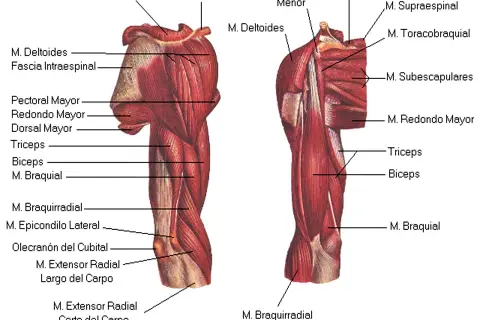 Músculos del brazo: Anatomía, ejercicios y prevención de lesiones