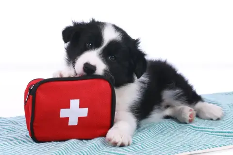 Uroczy szczeniak rasy border collie leży obok czerwonej apteczki. To symboliczna reanimacja psa, gotowego do pomocy.
