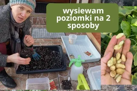 Wysiew poziomek z nasion: Przewodnik krok po kroku do sukcesu