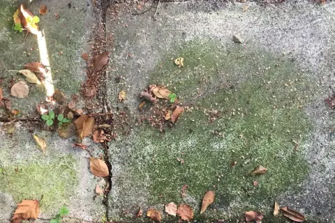 Gröna stenplattor med mossa och höstlöv. Ett husmorstips för att ta bort mossa kan vara att använda vinäger eller bikarbonat.