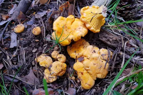 Cotos de setas amarillas en el suelo del bosque de Huesca, rodeados de hojas secas y agujas de pino.