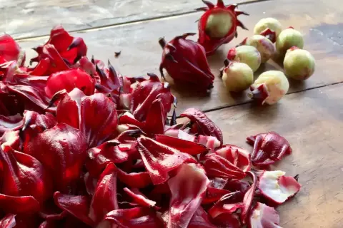 Czerwone kielichy hibiskusa i zielone owoce. Czy każdy hibiskus nadaje się na herbatę? Ten wygląda obiecująco!
