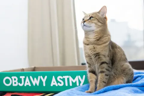 Kot siedzi na niebieskim kocyku obok zielonego pojemnika z napisem "Objawy astmy".