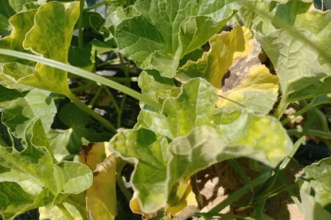 Foglie di pianta melone, alcune verdi e rigogliose, altre ingiallite e con macchie scure, segno di un'estate intensa.