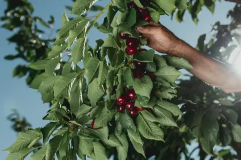 Mano recolectando cerezas rojas y jugosas en la época de cerezas, bajo un cielo azul brillante.