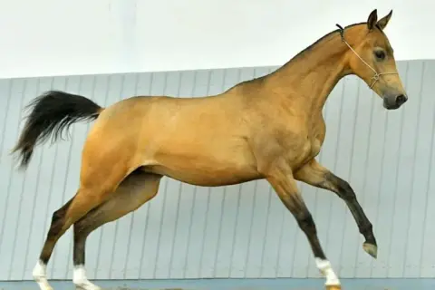 Złocisty akhal teke w ruchu, z czarną grzywą i ogonem, prezentuje swoją smukłą sylwetkę.