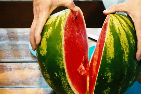 Hände teilen eine saftige Wassermelone. Ist Wassermelone gesund? Ja, sie ist voller Wasser und Vitamine!