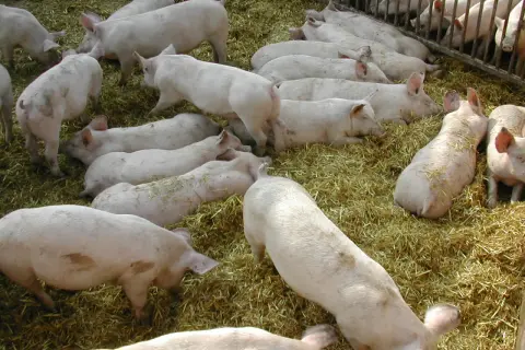 Un gruppo di maiali rosa riposa su un letto di paglia. Alcuni sono sdraiati, altri in piedi, tutti sembrano tranquilli.