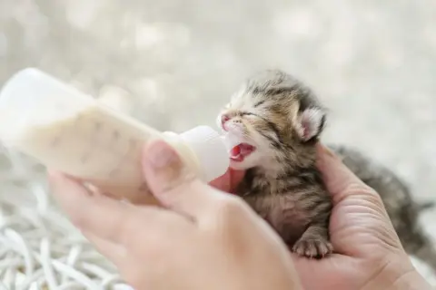 ¿Es buena la leche para los gatos? Lo que necesitas saber sobre su salud