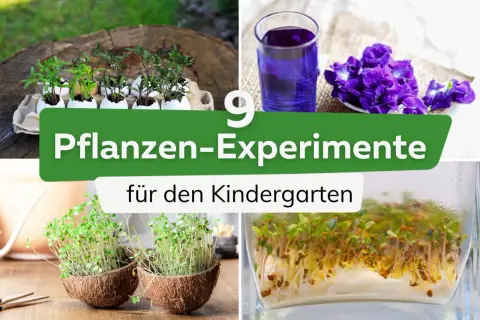 Spannende natur experimente für kinder: Keimlinge in Kokosnusshälften, Pflanzen in Eierschalen und ein lila Getränk aus Blüten.