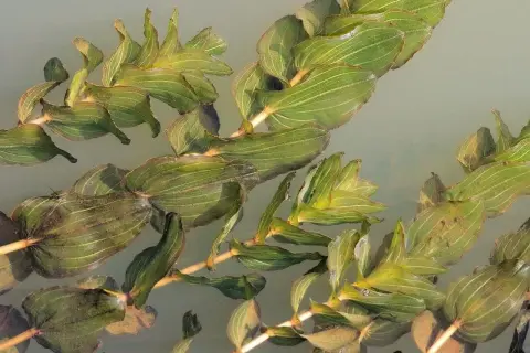 Plantes aquatiques vertes, feuilles ovales et nervurées du Potamogeton perfoliatus flottant à la surface de l'eau claire.