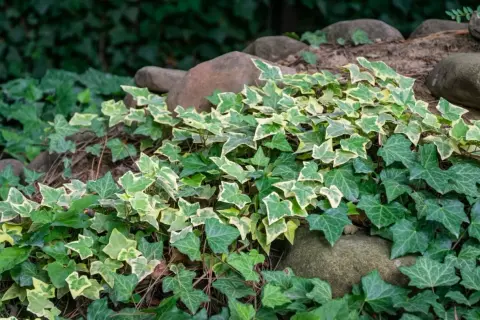 Una planta trepadora de hiedra variegada y verde se extiende sobre rocas y tierra, creando un tapiz natural.