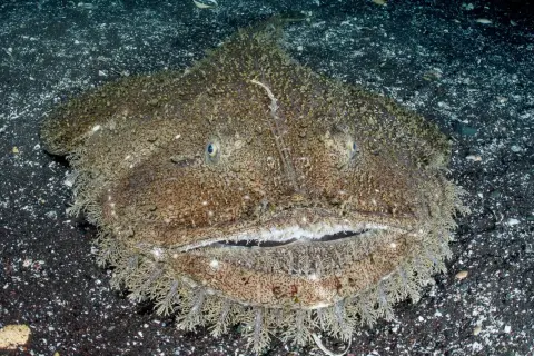 Ein Seeteufel im Wasser, mit seinem breiten Maul und faserigen Bart, lauert auf dem dunklen Meeresboden.