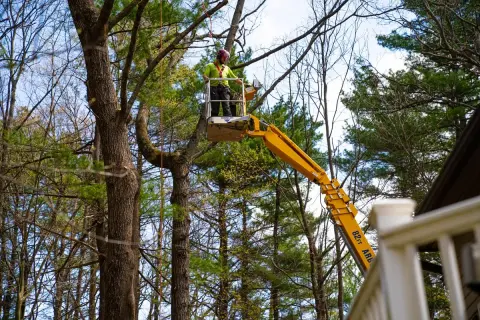 Arborist in a cherry picker demonstrates how to cut down a tree safely, using ropes and equipment.
