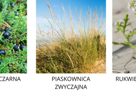 Jakie rośliny rosną nad morzem bałtyckim? Odkryj niezwykłą florę