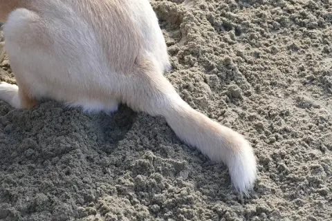 A light-colored dog's tail rests on the sand, showing a slight bend that could indicate a dog tail injury.