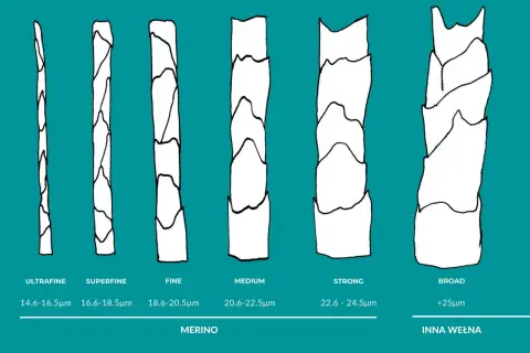 Porównanie grubości włókien: ultrafine, superfine, fine, medium, strong (merino) i broad (inna wełna). Czy wełna merino się rozciąga? Tak, dzięki swojej strukturze.