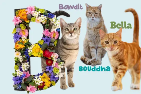 La lettre B décorée de fleurs, avec les chats Bandit, Bella et Bouddha.