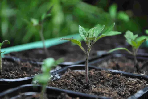 Små tomatplantor med ludna stjälkar växer i svarta krukor, redo att planteras ut.