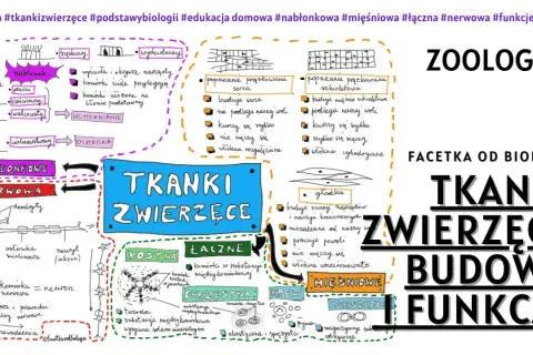 Jakie są tkanki roślinne? Kluczowe informacje o ich funkcjach i rodzajach