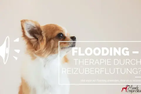 Ein süßer Hund blickt nachdenklich. Der Text thematisiert "Flooding – Therapie durch Reizüberflutung?" und fragt, wann wir diese Methode bei einem Hund anwenden.