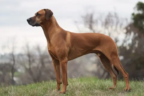 En ståtlig Rhodesian Ridgeback står på en grön äng. Kanske redo för avmaskning hund Norge, eller bara njuter av naturen.