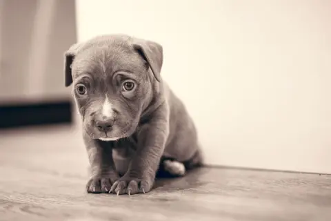 Un tierno cachorro de pitbull, con ojos tristes, sentado en el suelo. Es difícil ignorar al cachorro cuando llora.