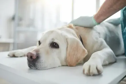 Weterynarz bada labradora, który może mieć szybko rosnące guzy. Pies leży na stole, smutny i zmęczony.