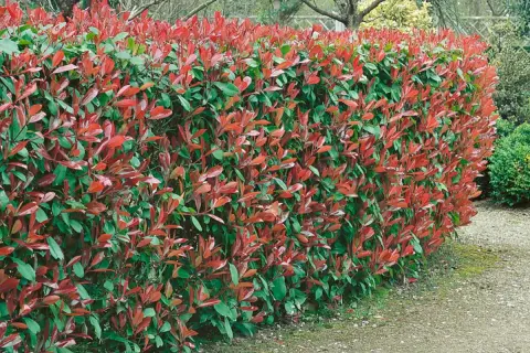 Eine dichte, 3 Meter hohe Hecke mit leuchtend roten und grünen Blättern säumt einen Kiesweg.