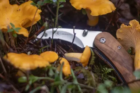 En svamp guide med en kniv bland kantareller i skogen.