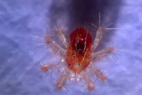Nahaufnahme einer winzigen roten Spinne mit vielen feinen Härchen auf ihren Beinen.