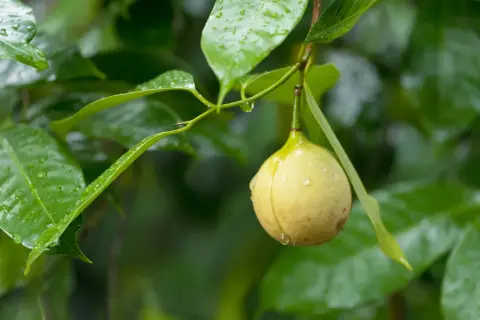 Muskotblomma, även kallad mace, är det röda skalet runt muskotnöten. Här syns en muskotblomma hänga på en gren bland gröna blad.