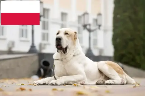 Potężne owczarki azjatyckie, dumne jak polska flaga, odpoczywają na tle zabytkowej architektury.