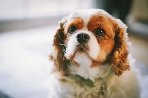 Uroczy king charles spaniel a cavalier o brązowo-białym futrze patrzy z nadzieją.