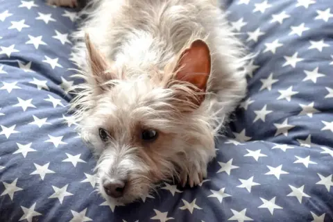 Un adorable podenco portugués pequeño, con su pelaje claro y orejas puntiagudas, descansa sobre una cama azul con estrellas blancas.