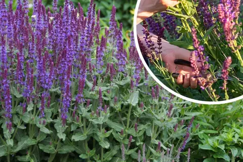 Jak przycinać szałwię, aby uniknąć błędów i cieszyć się zdrowiem rośliny