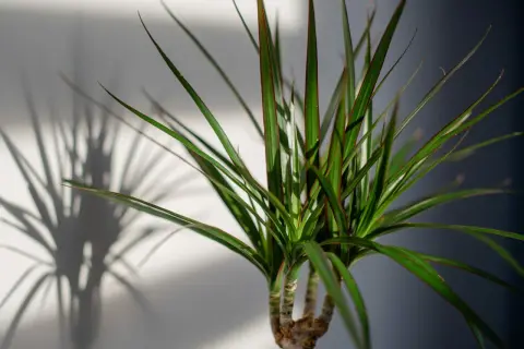 Dracena w doniczce, z długimi, zielonymi liśćmi i czerwonawymi brzegami. Jej cień rzuca się na jasną ścianę. Jaka ziemia będzie dla niej najlepsza?