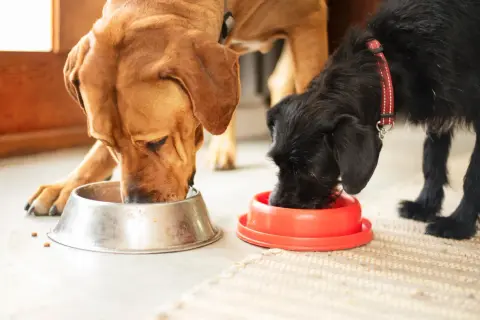 Dos perros grandes, uno marrón y otro negro, comen juntos de sus respectivos cuencos.