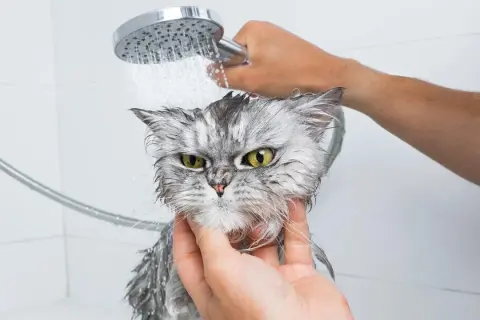 Un gatto grigio con occhi verdi, visibilmente infastidito, viene lavato sotto la doccia. Le gocce d'acqua gli bagnano il pelo.