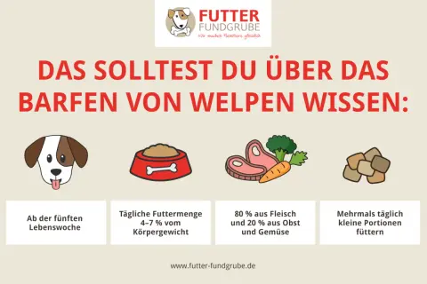 Barf rezepte welpe: Infos zu Futtermenge (4-7% Körpergewicht), Zusammensetzung (80% Fleisch, 20% Obst/Gemüse) & Fütterungszeitpunkt ab 5. Lebenswoche.