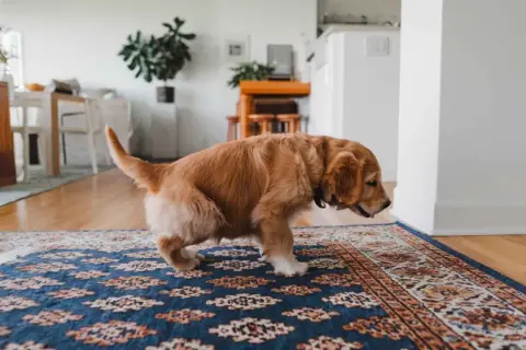 Cachorro golden retriever en alfombra. Si tu perro hace pis, aprende como quitar el olor a pis de perro.