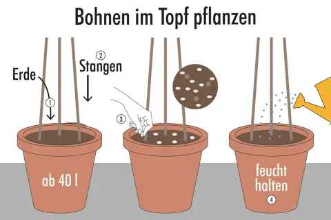 Schritt-für-Schritt-Anleitung: Bohnen pflanzen im Topf. Erde einfüllen, Stangen setzen, Samen säen und feucht halten.