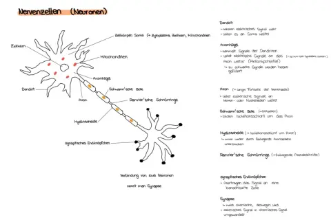 Der **Nervenzelle Aufbau** zeigt Dendriten, Soma, Axon, Schwann'sche Zellen und synaptische Endknöpfchen.
