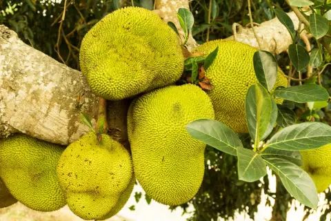 Kilka dojrzałych jackfruitów wisi na drzewie. Zastanawiasz się jackfruit co to? To największy owoc rosnący na drzewach.