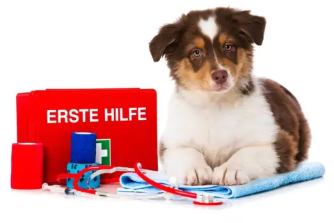 Süßer Australian Shepherd Welpe neben einer Erste-Hilfe-Box. Bei einer australian shepherd allergie ist schnelles Handeln wichtig.